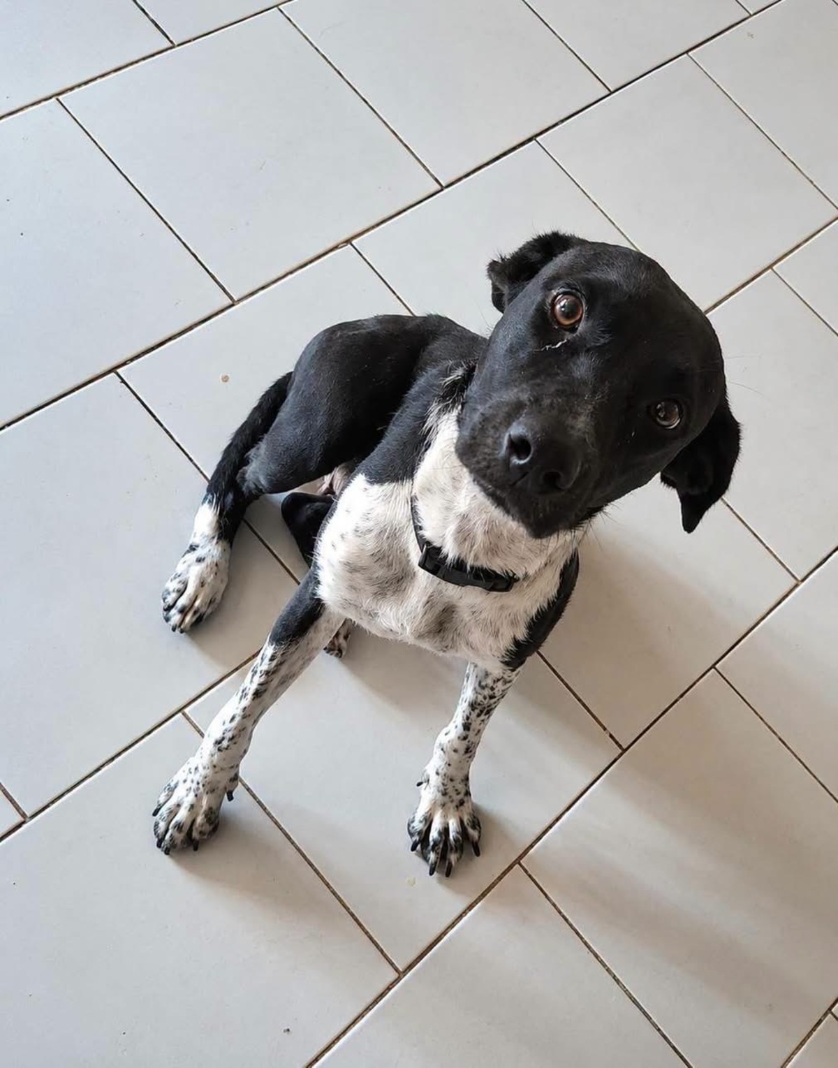 Adoption Zelie