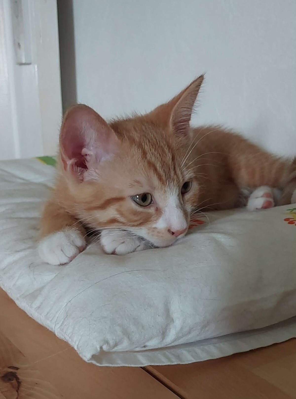 Adoption Billy