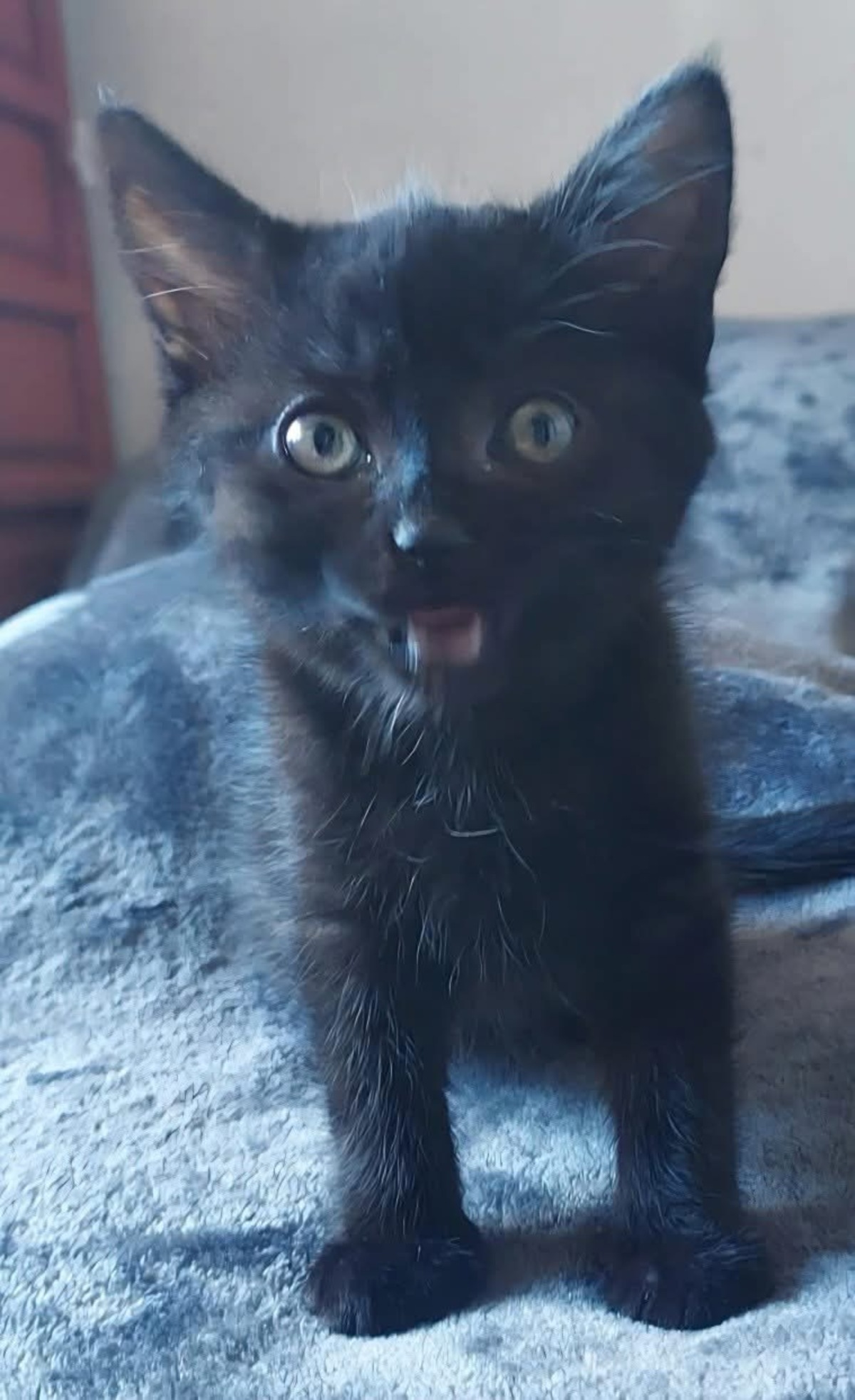 Adoption Bleiz 