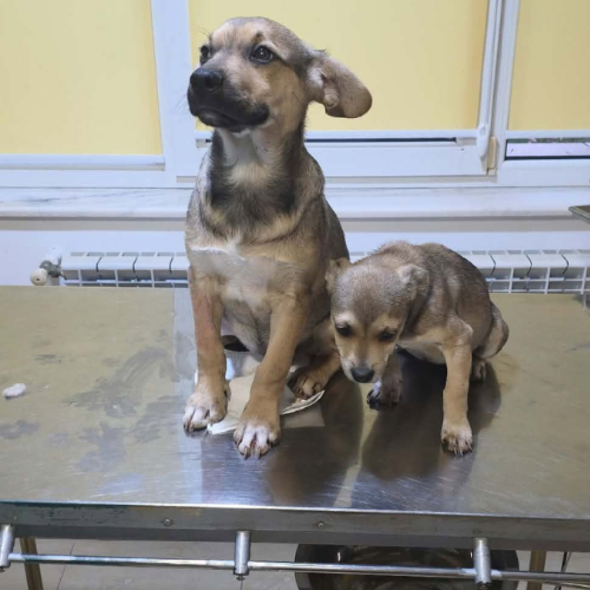 Adoption Mara
