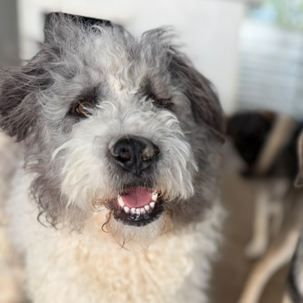 Adoption Major