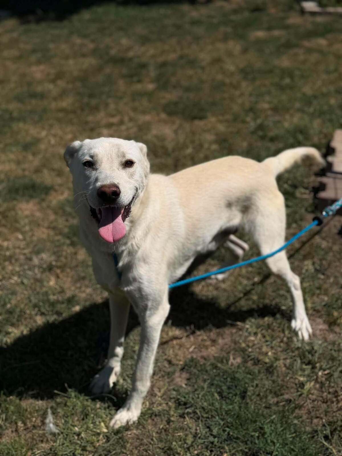 Adoption Solis