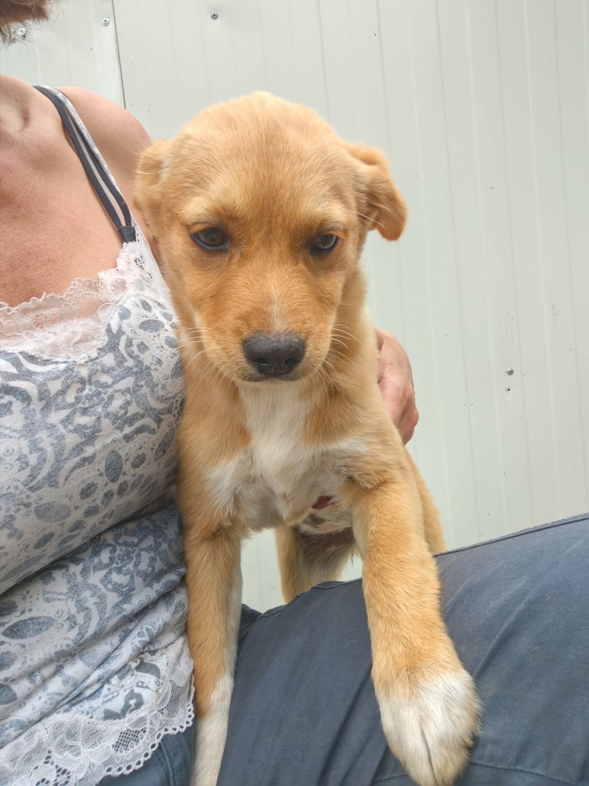Adoption Jade