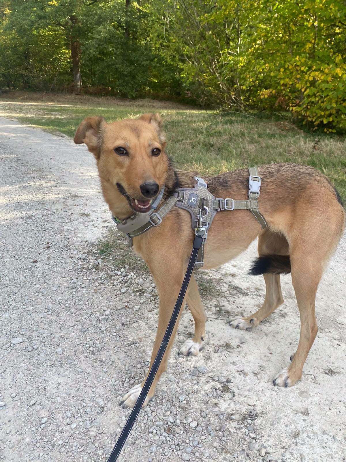 Adoption Yashka