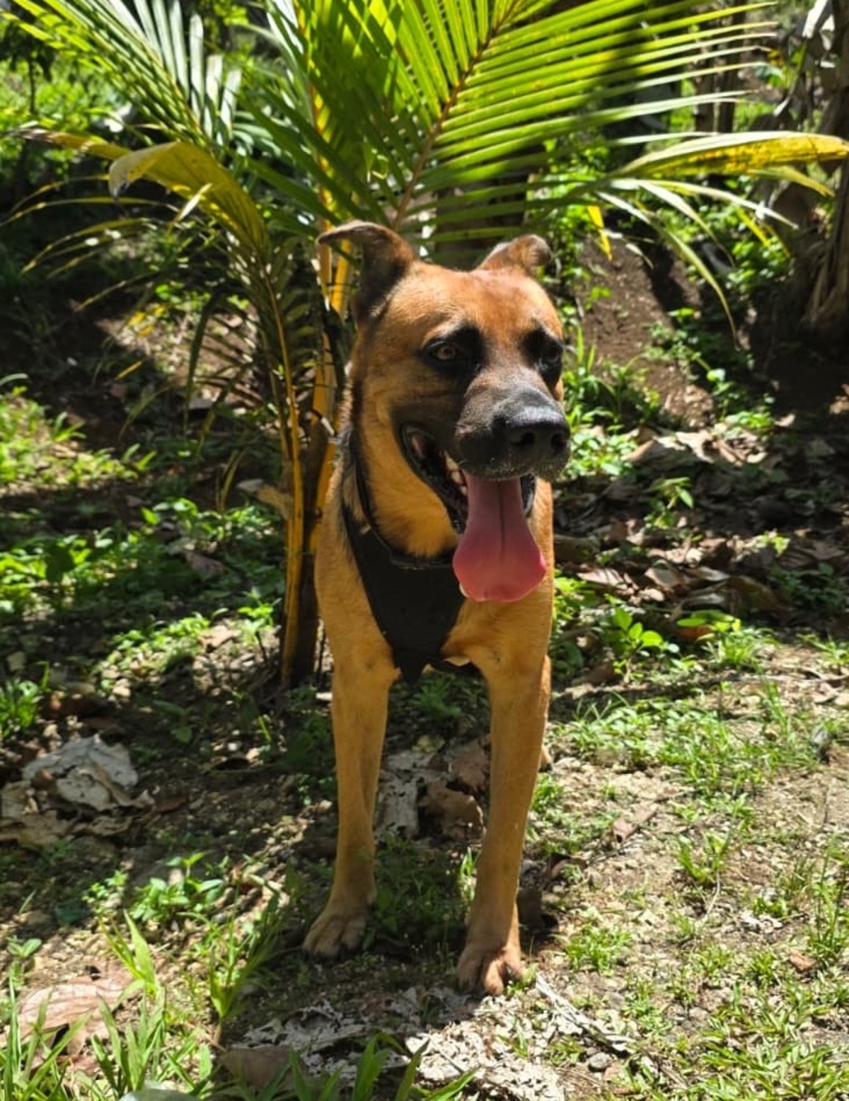 Adoption Karamelo