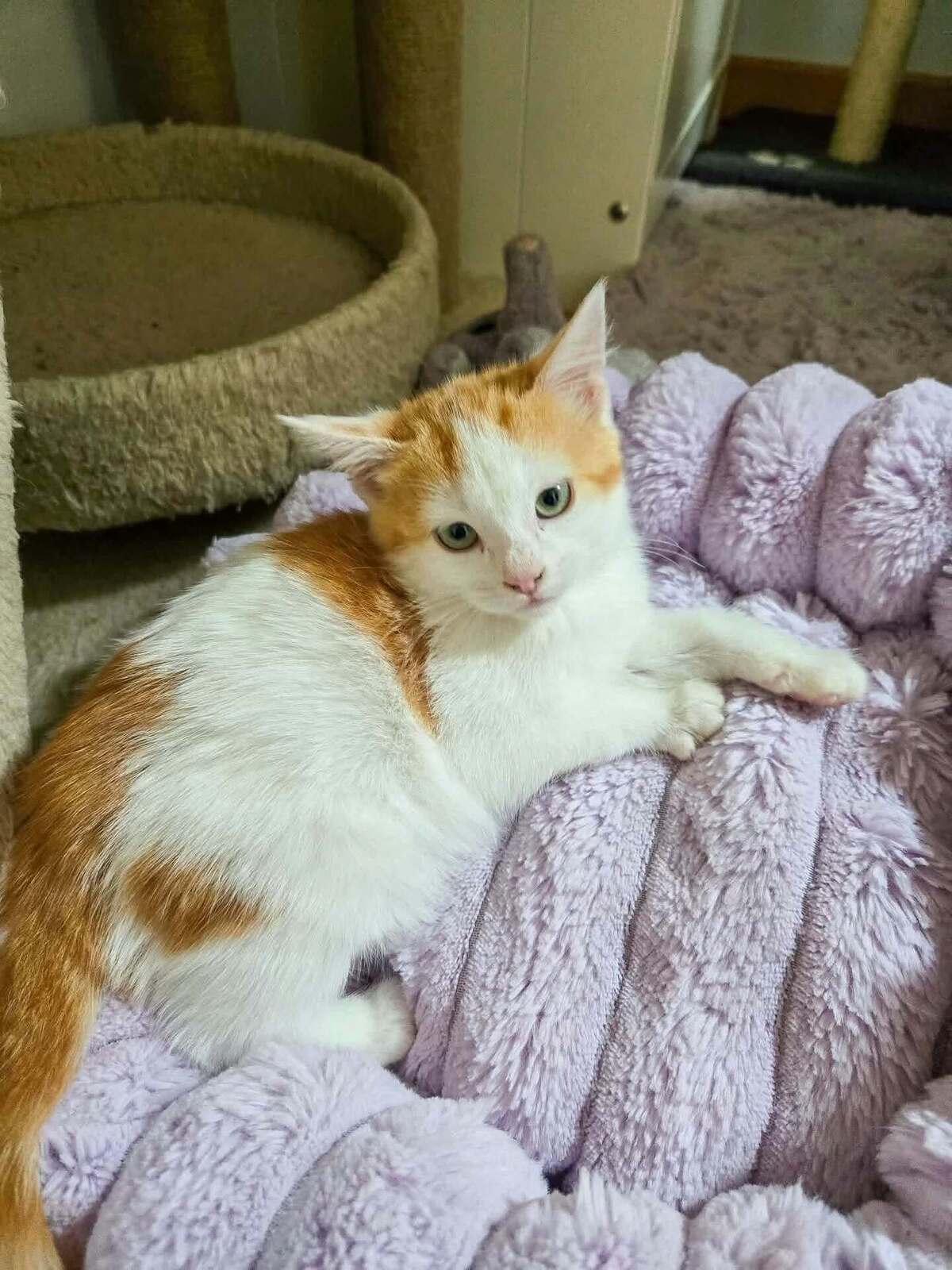 Adoption Bodegua