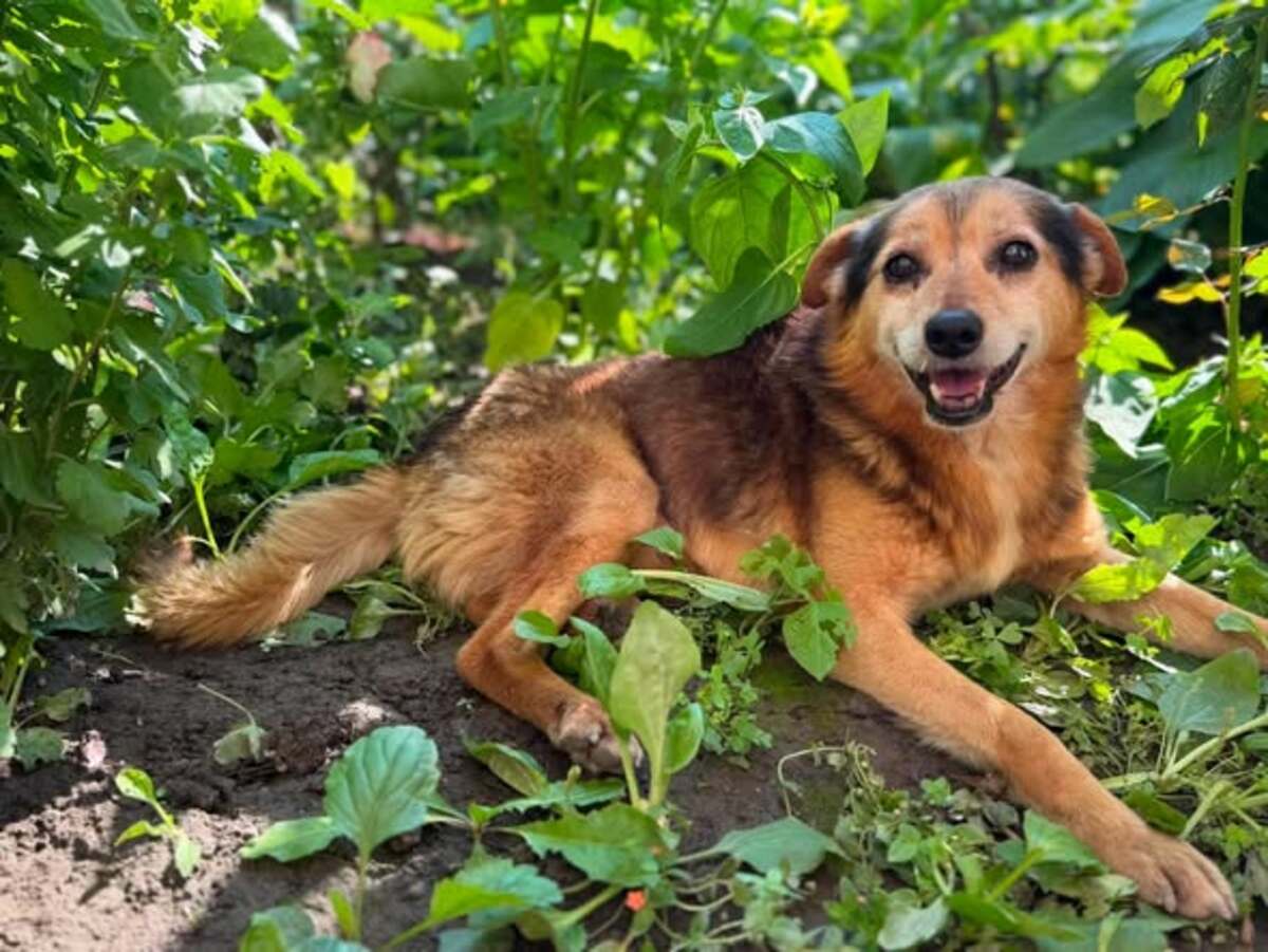 Adoption ALTAN
