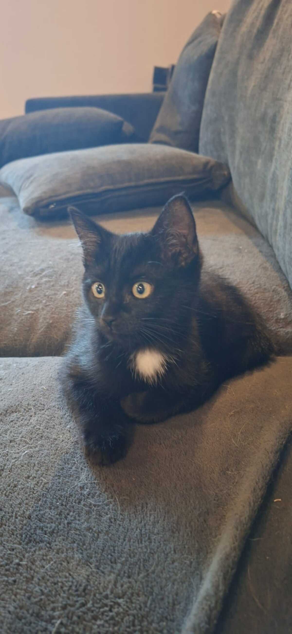 Adoption BAYLA