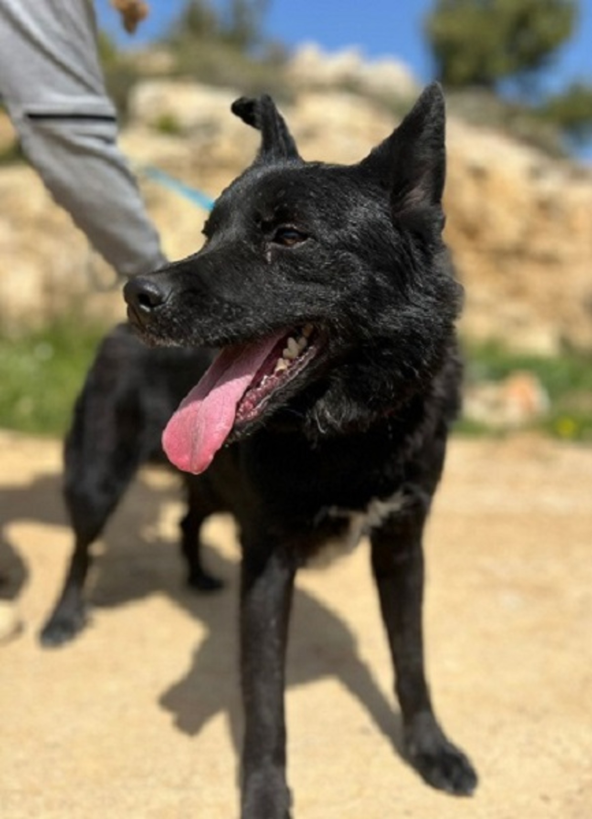 Adoption Ryan