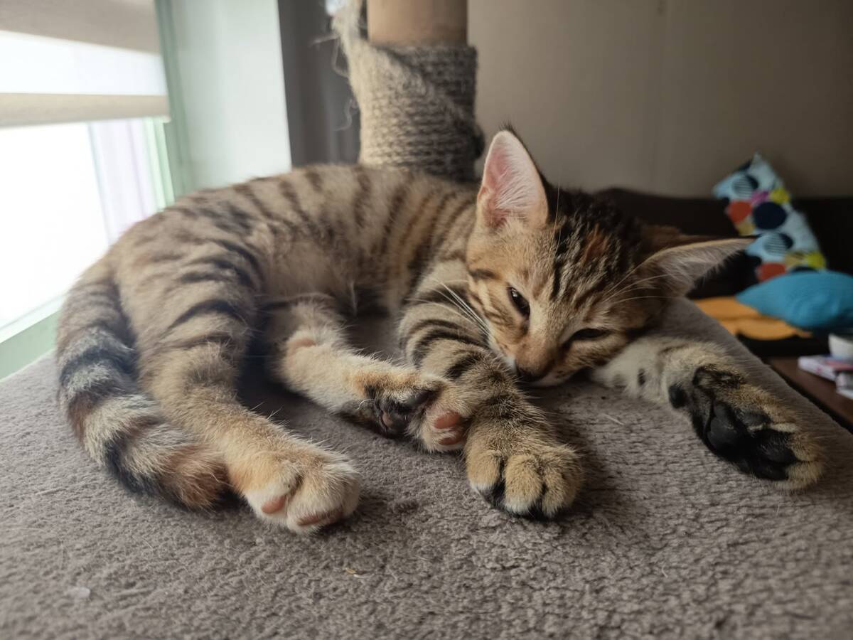 Adoption Lara