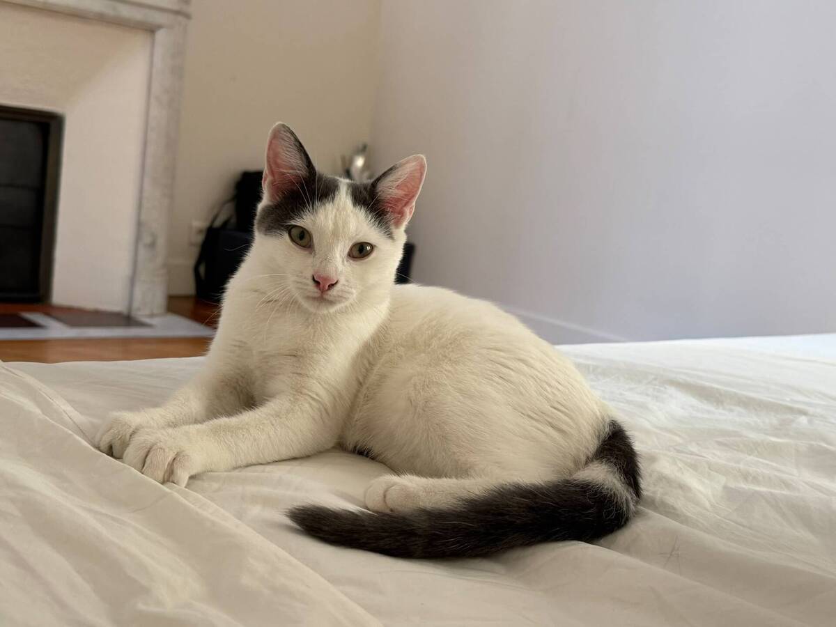 Adoption MyuMyu