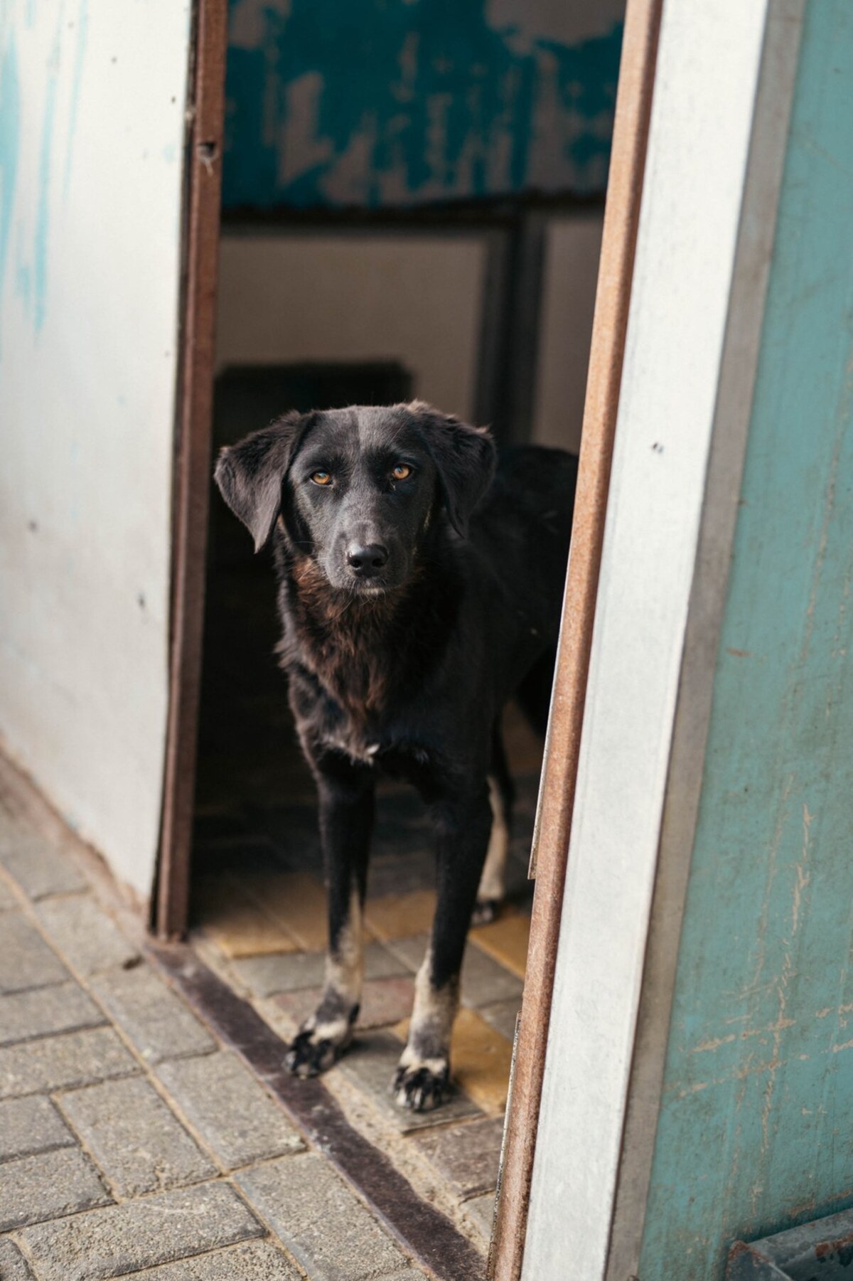 Adoption Tessie