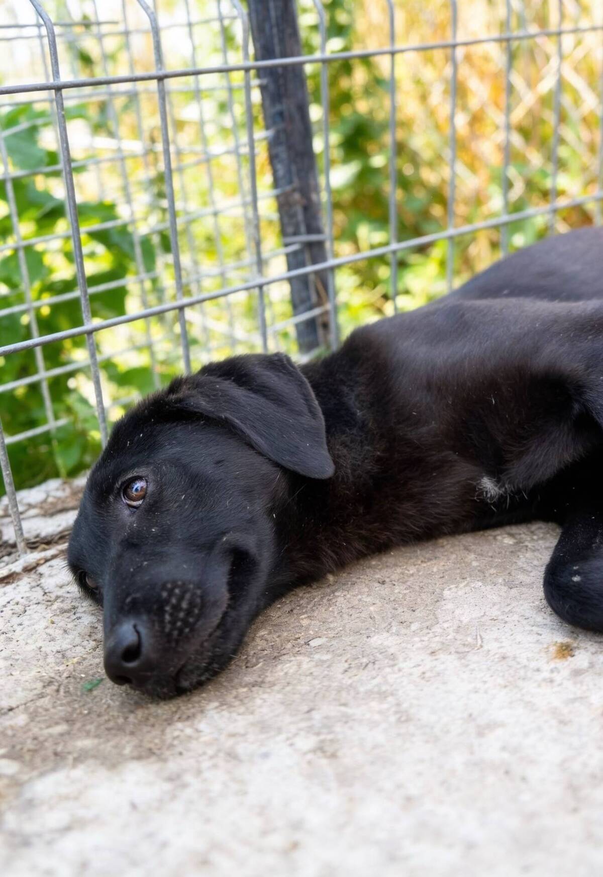 Adoption Senka