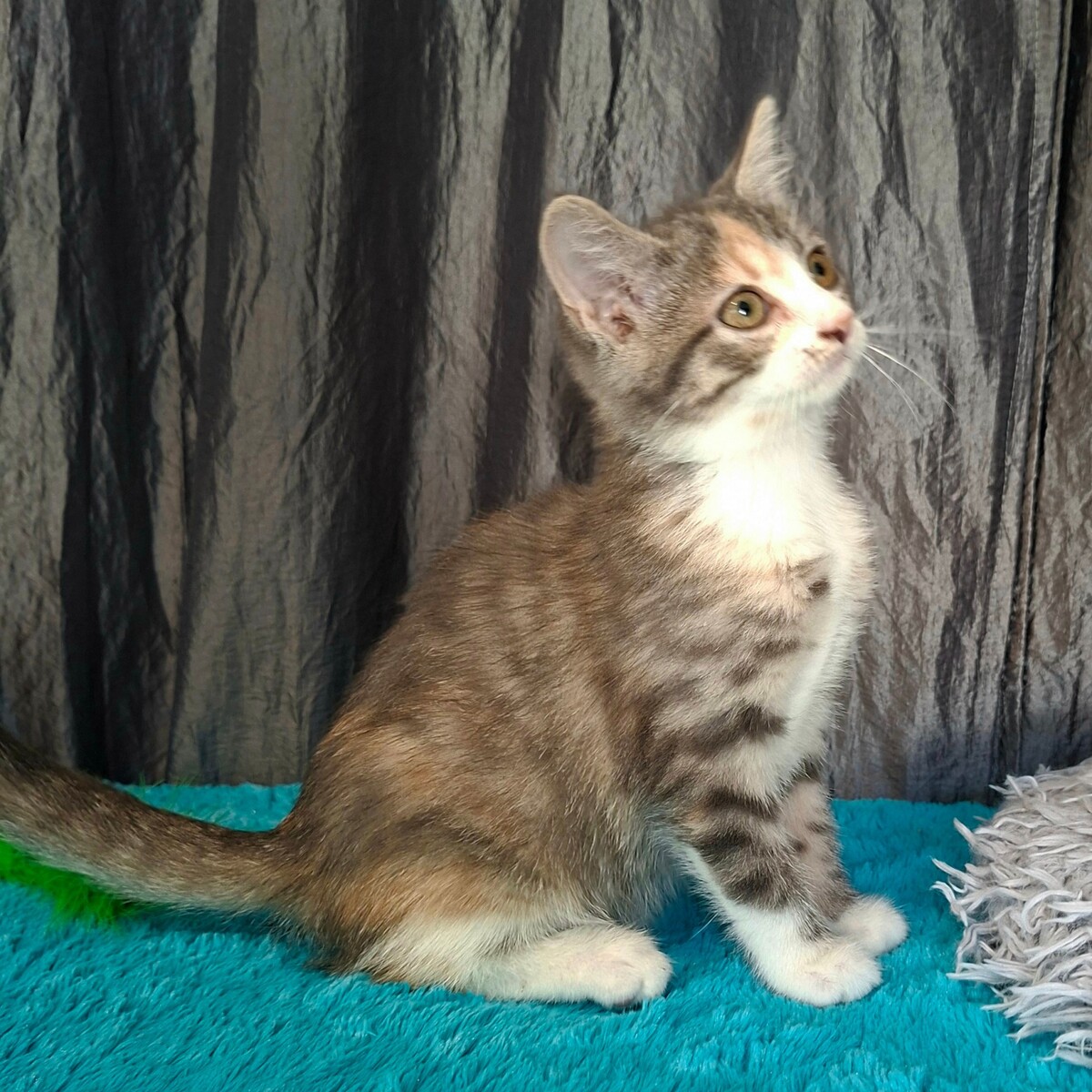 Adoption Beauty