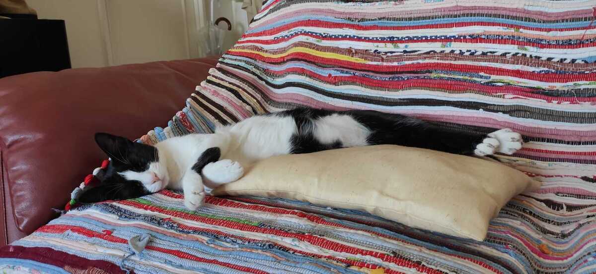 Adoption Minouchka 