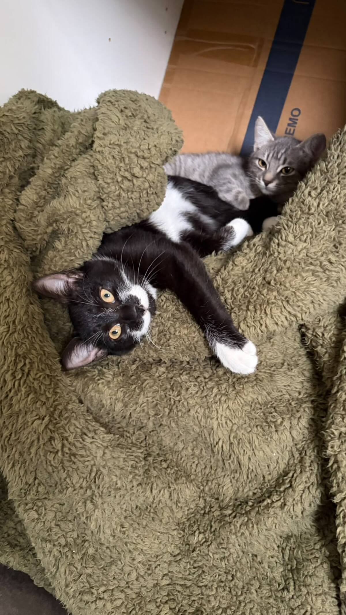 Adoption Fillette