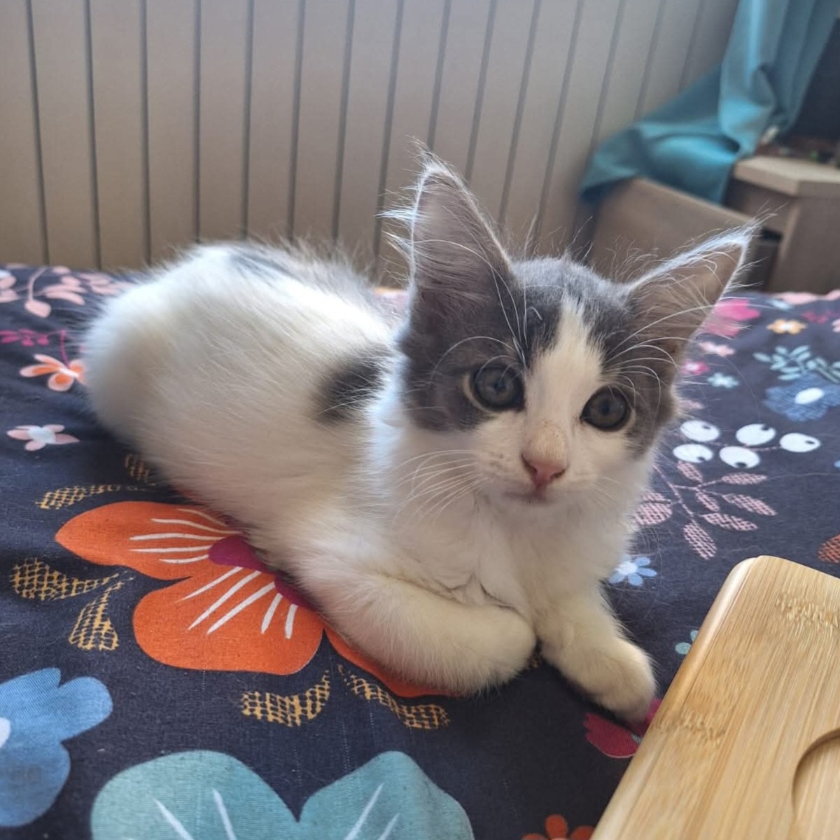 Adoption Mistinguette