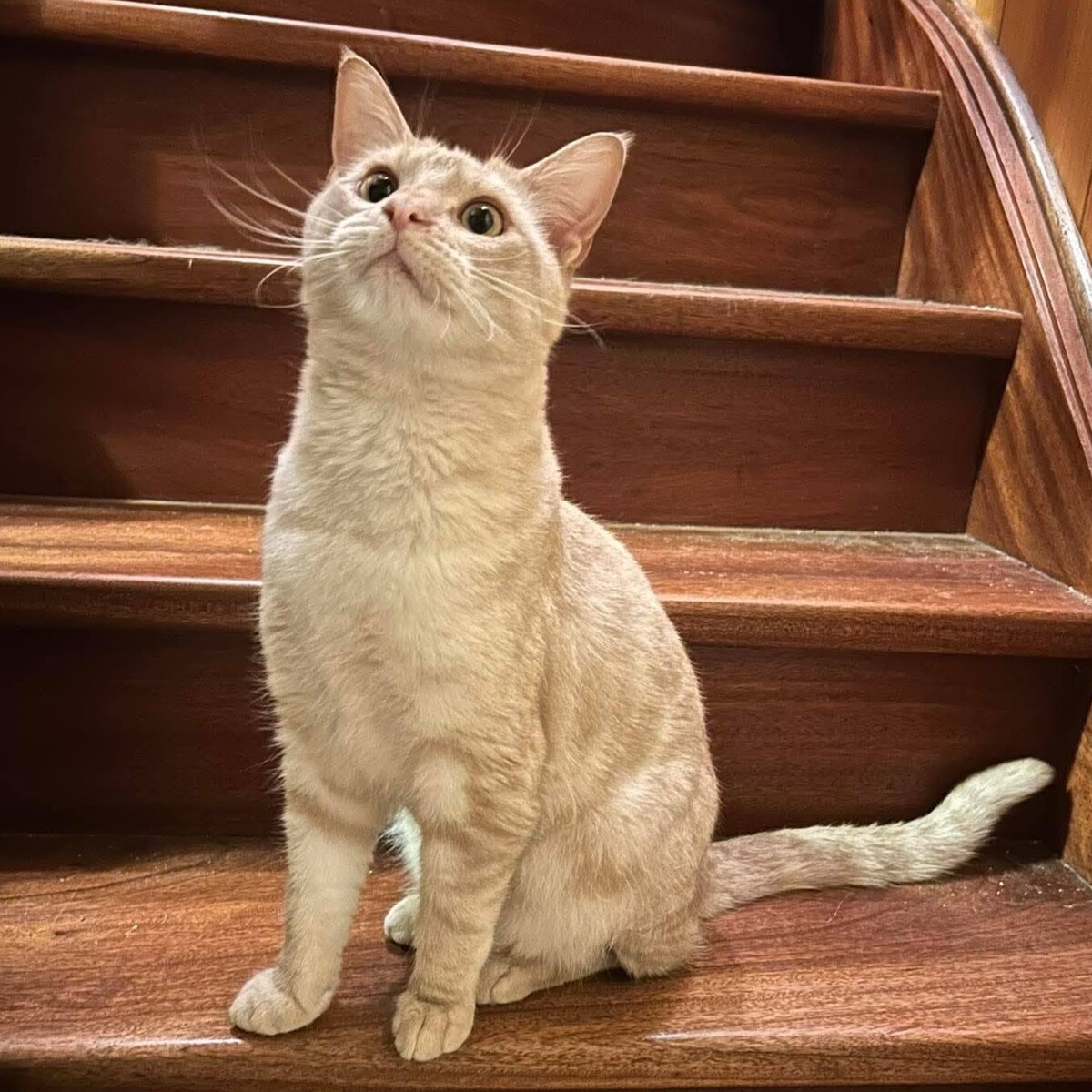 Adoption Wink