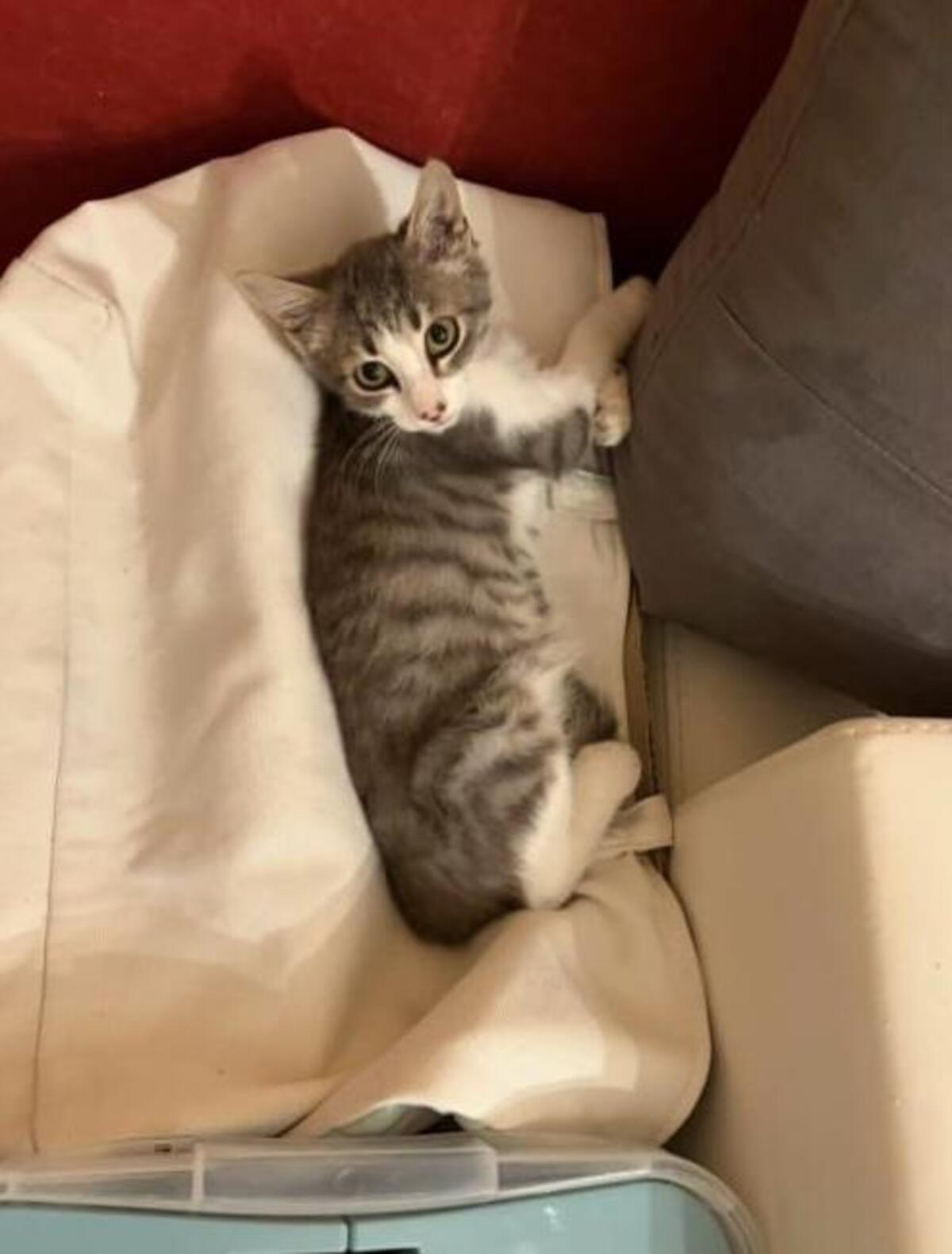 Adoption Jinx