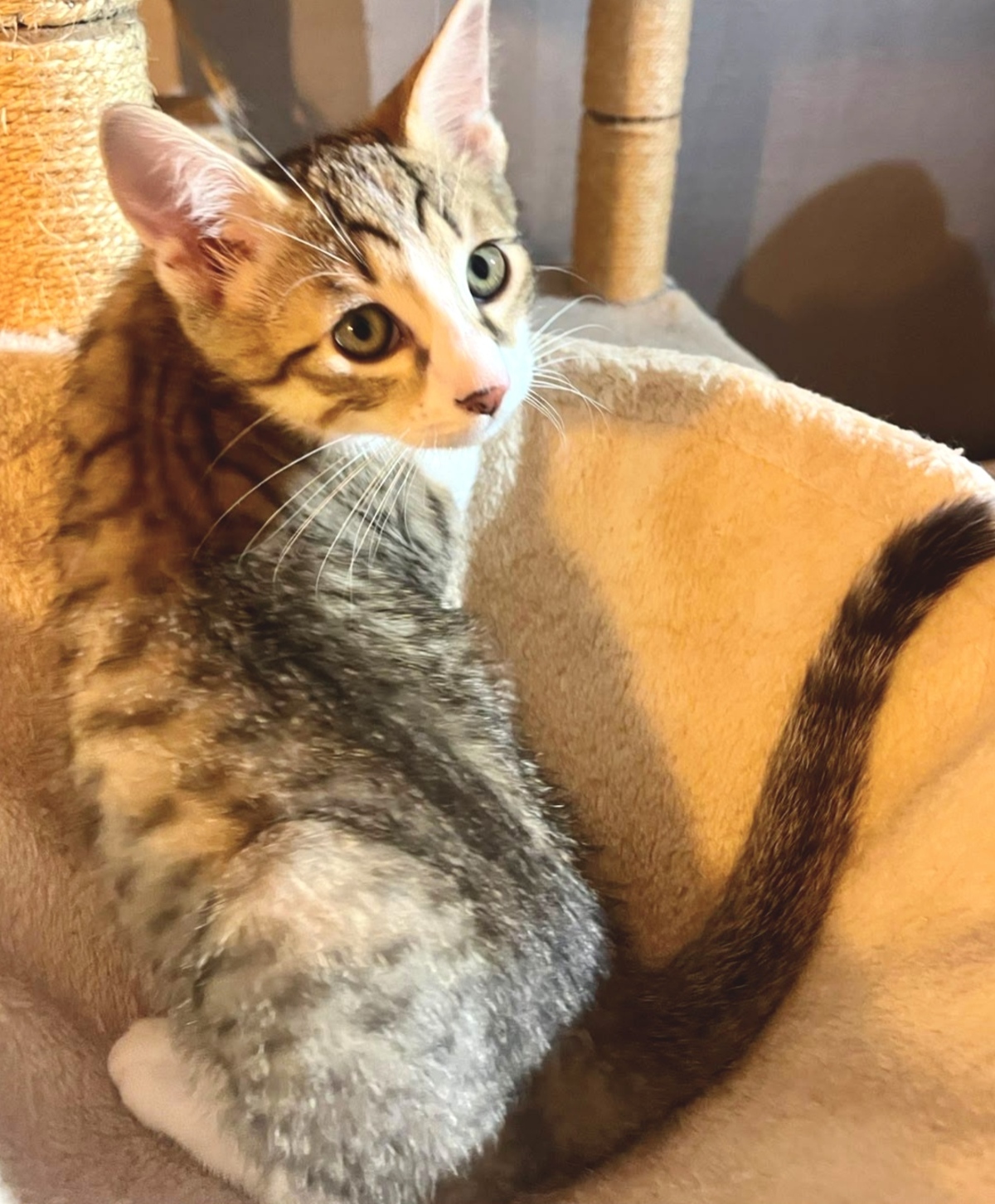 Adoption Bagou