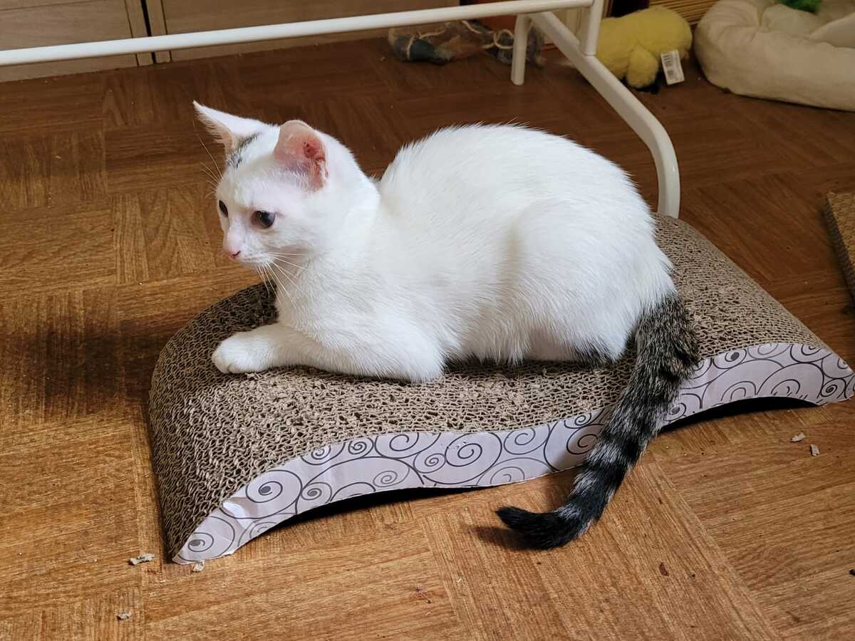 Adoption BIRDIE 