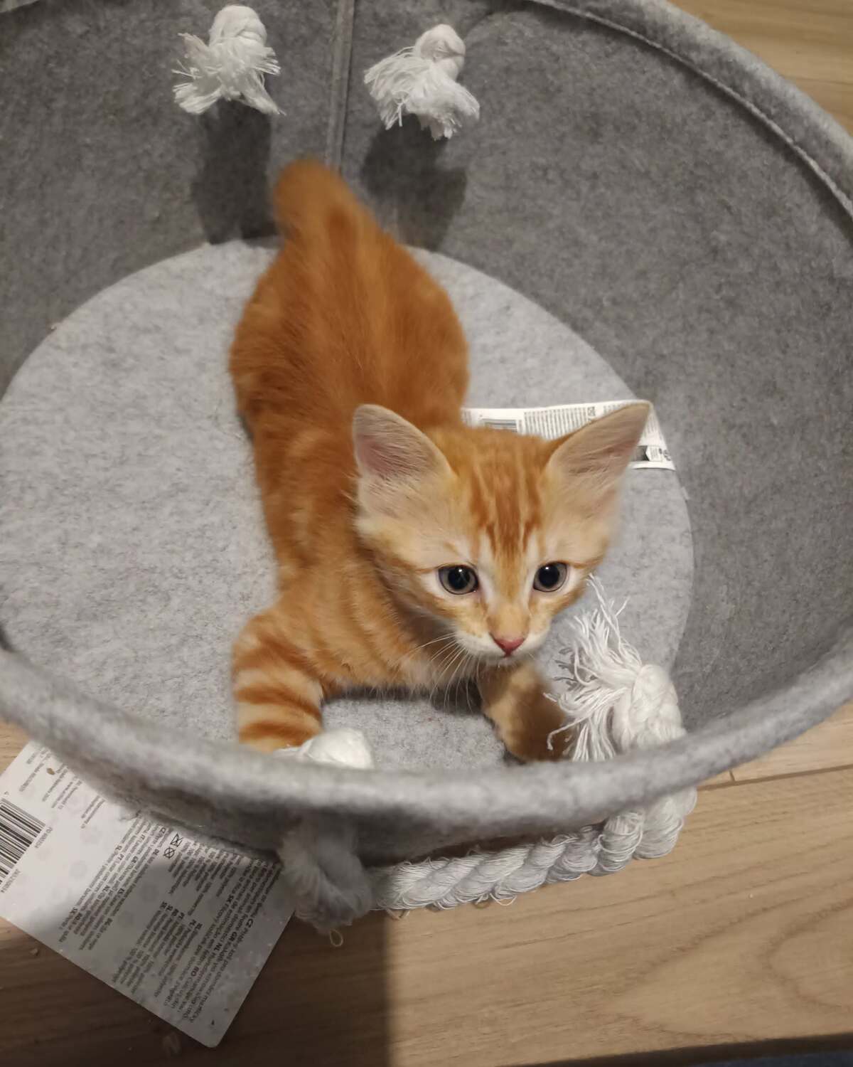Adoption Maki et Onigiri