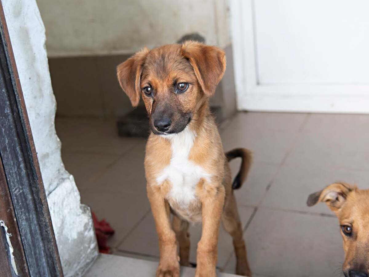 Adoption Jakarta