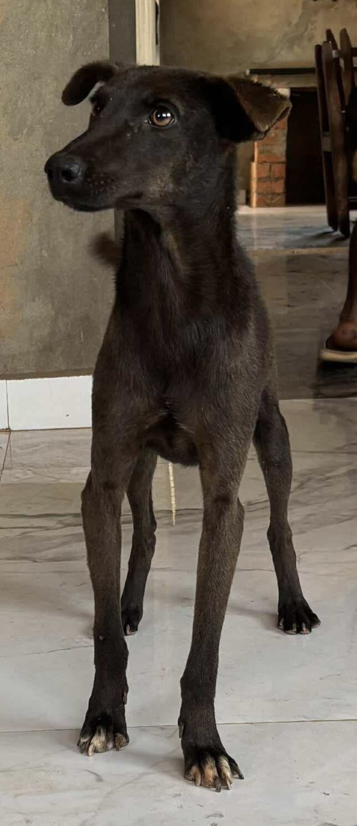 Adoption Doggy