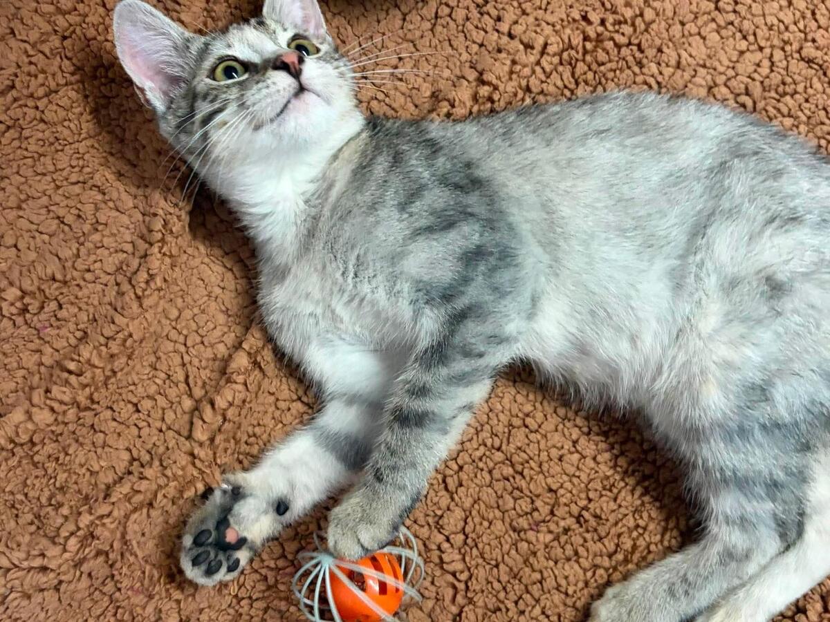 Adoption Mia