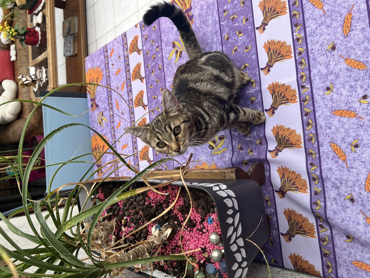 Adoption Luma