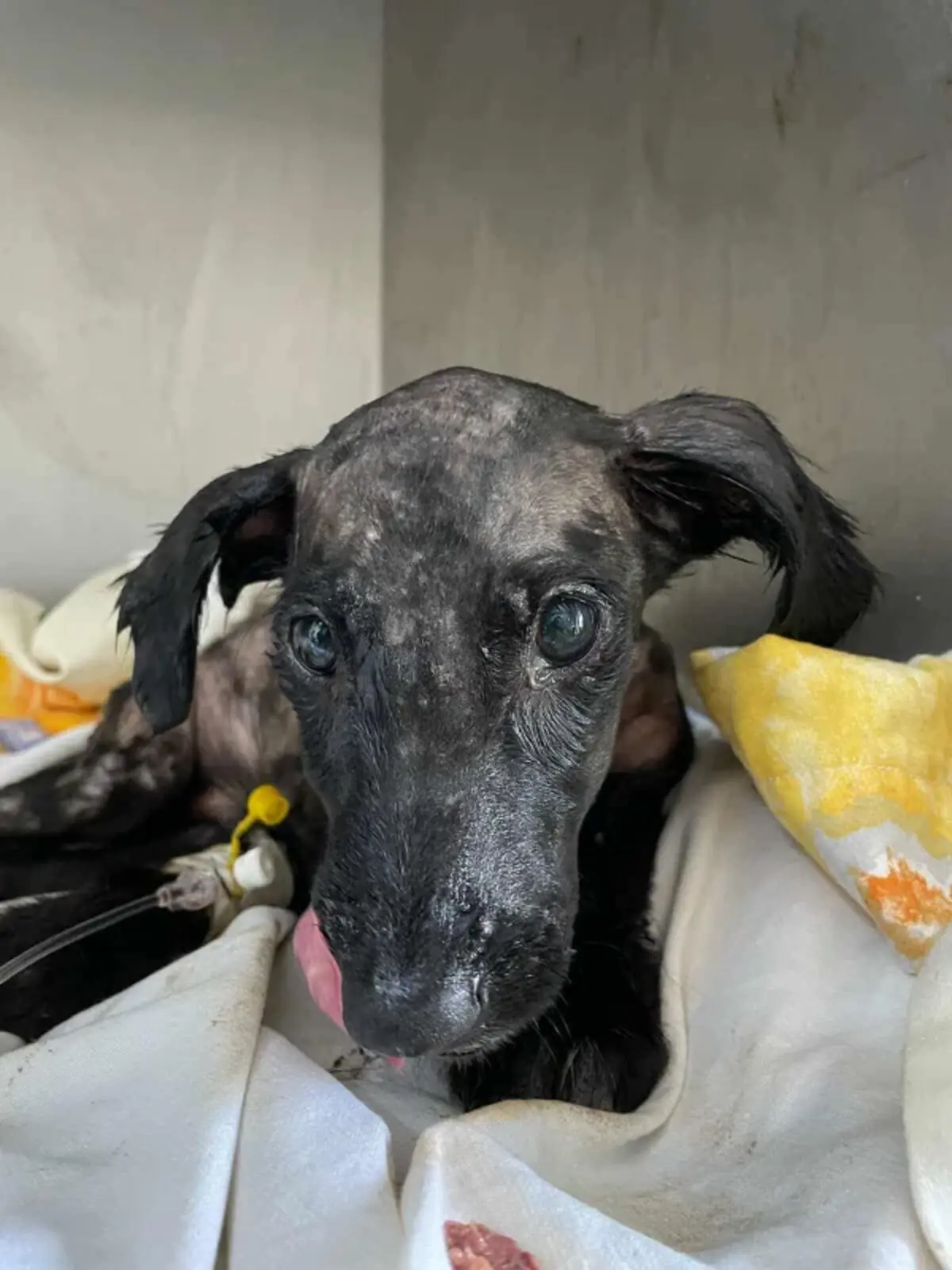 Adoption Archie