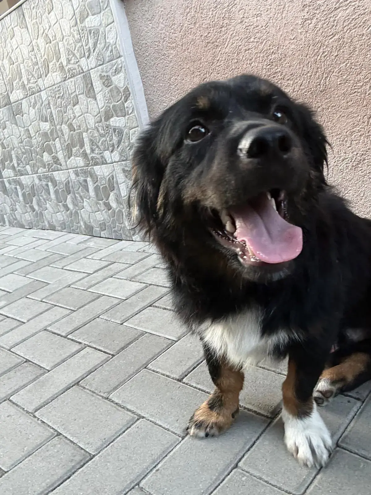 Adoption Kevin