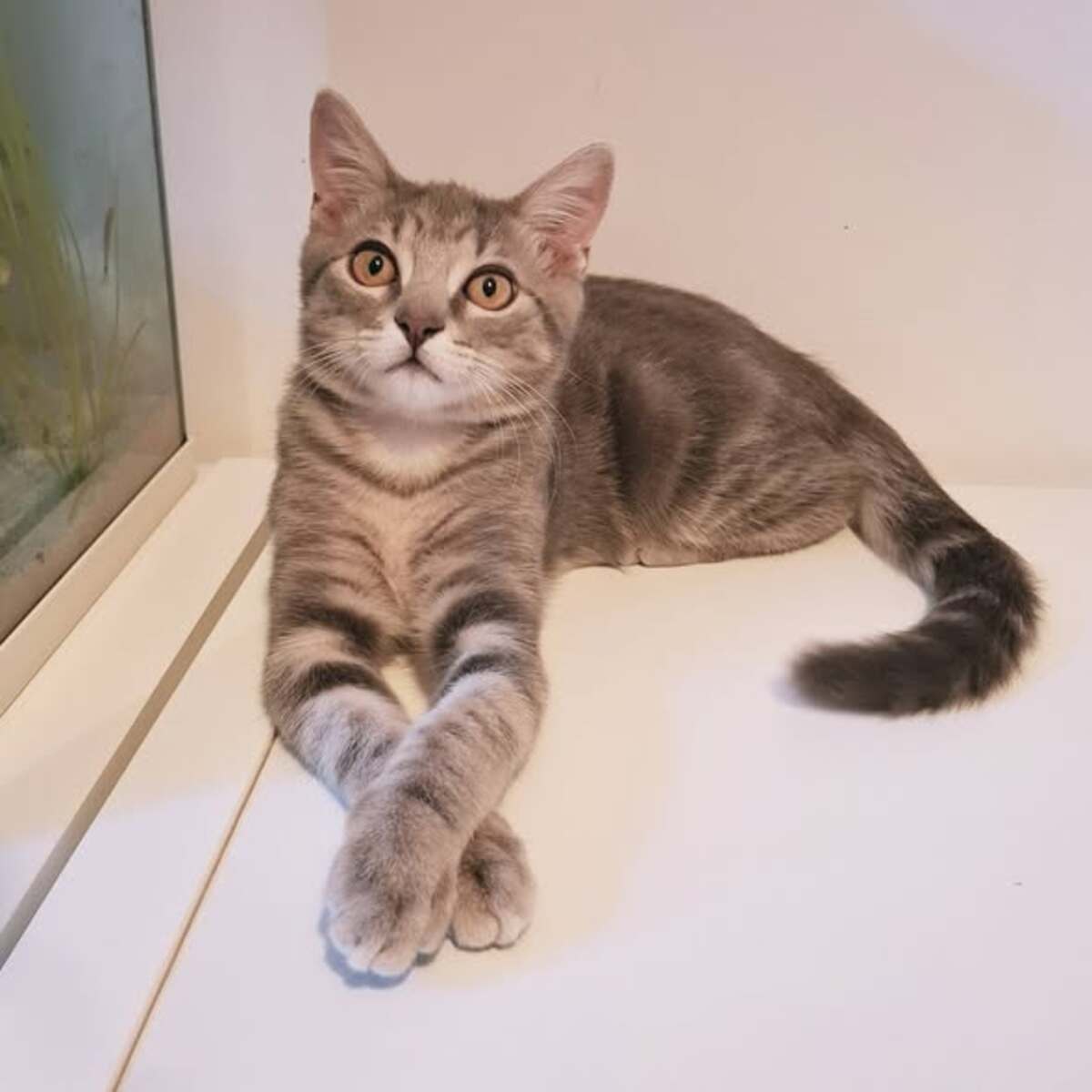 Adoption KODA