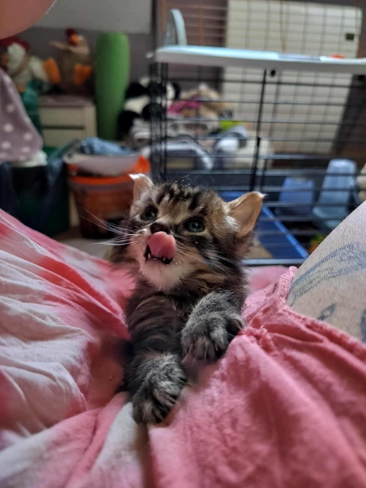 Adoption INK