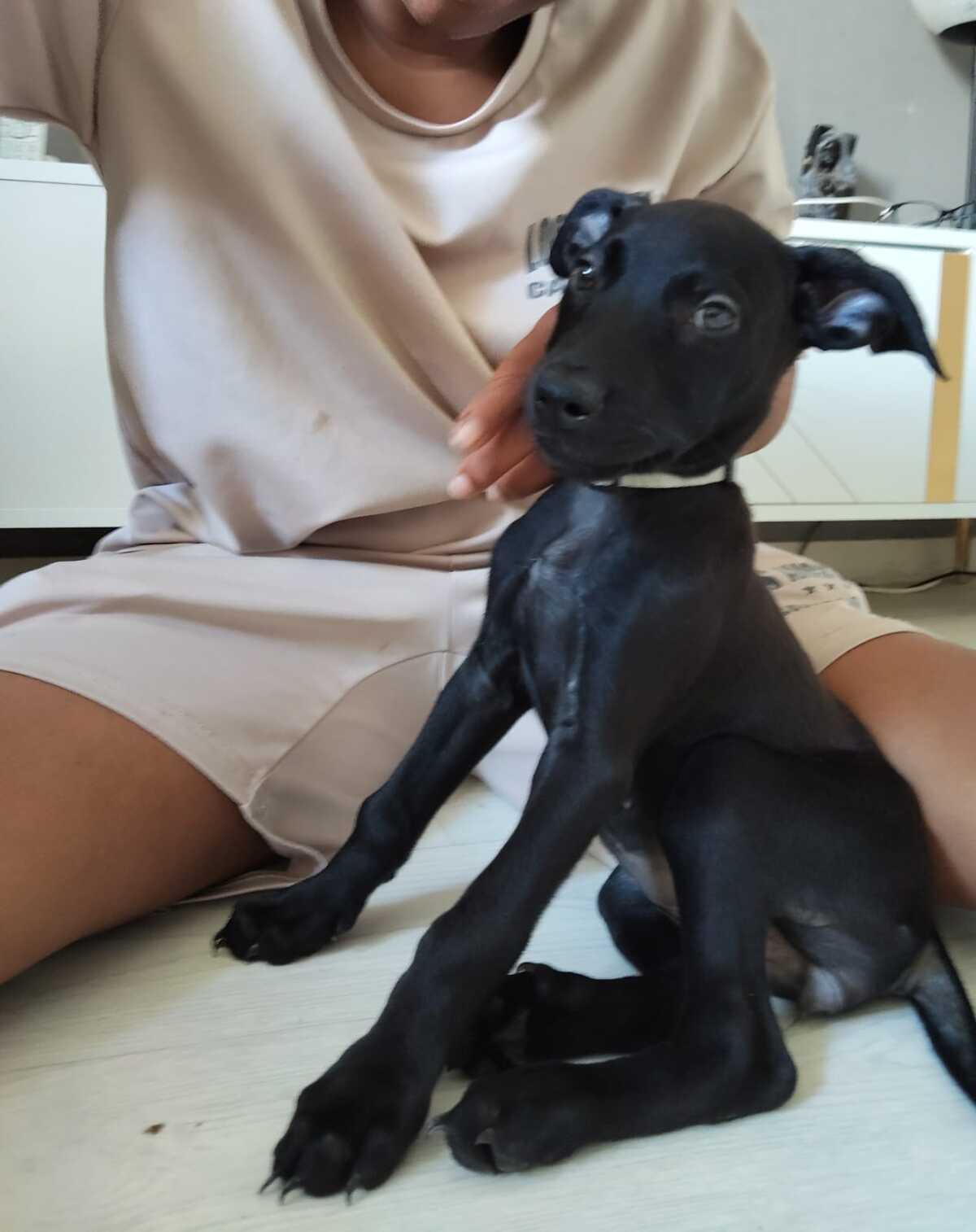 Adoption Alma