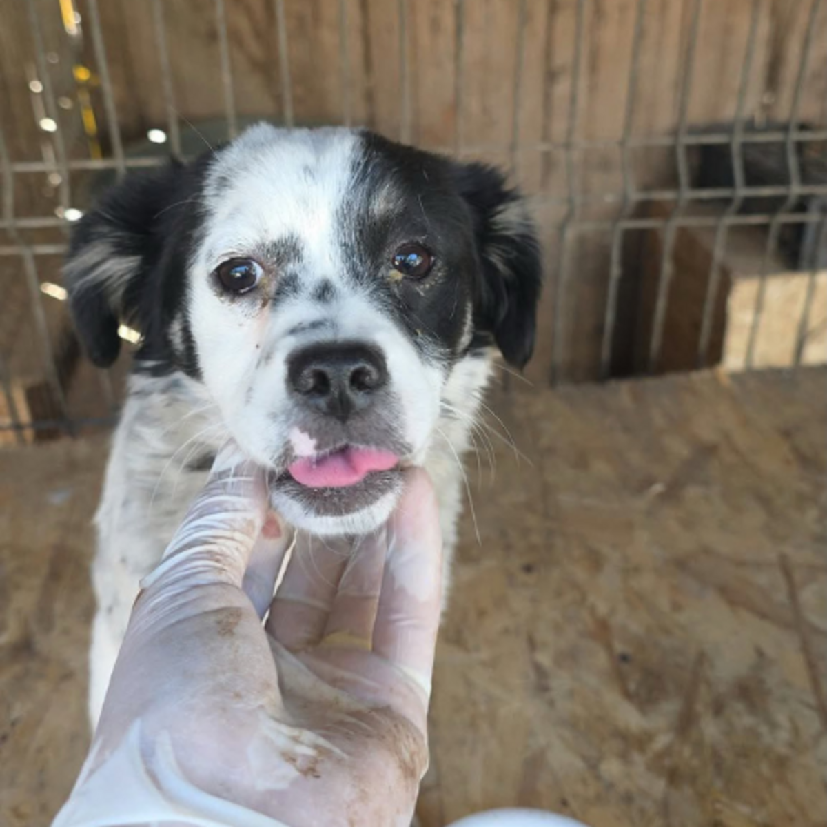 Adoption Trixie