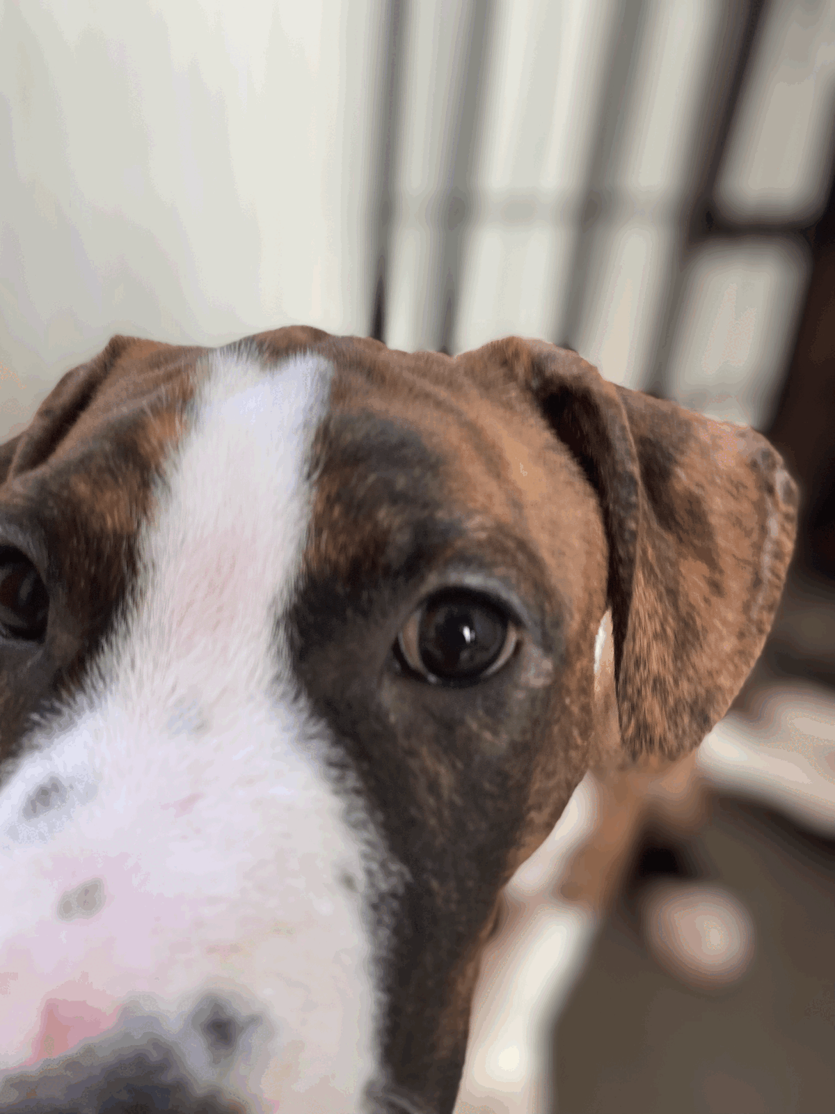 Adoption Brownie
