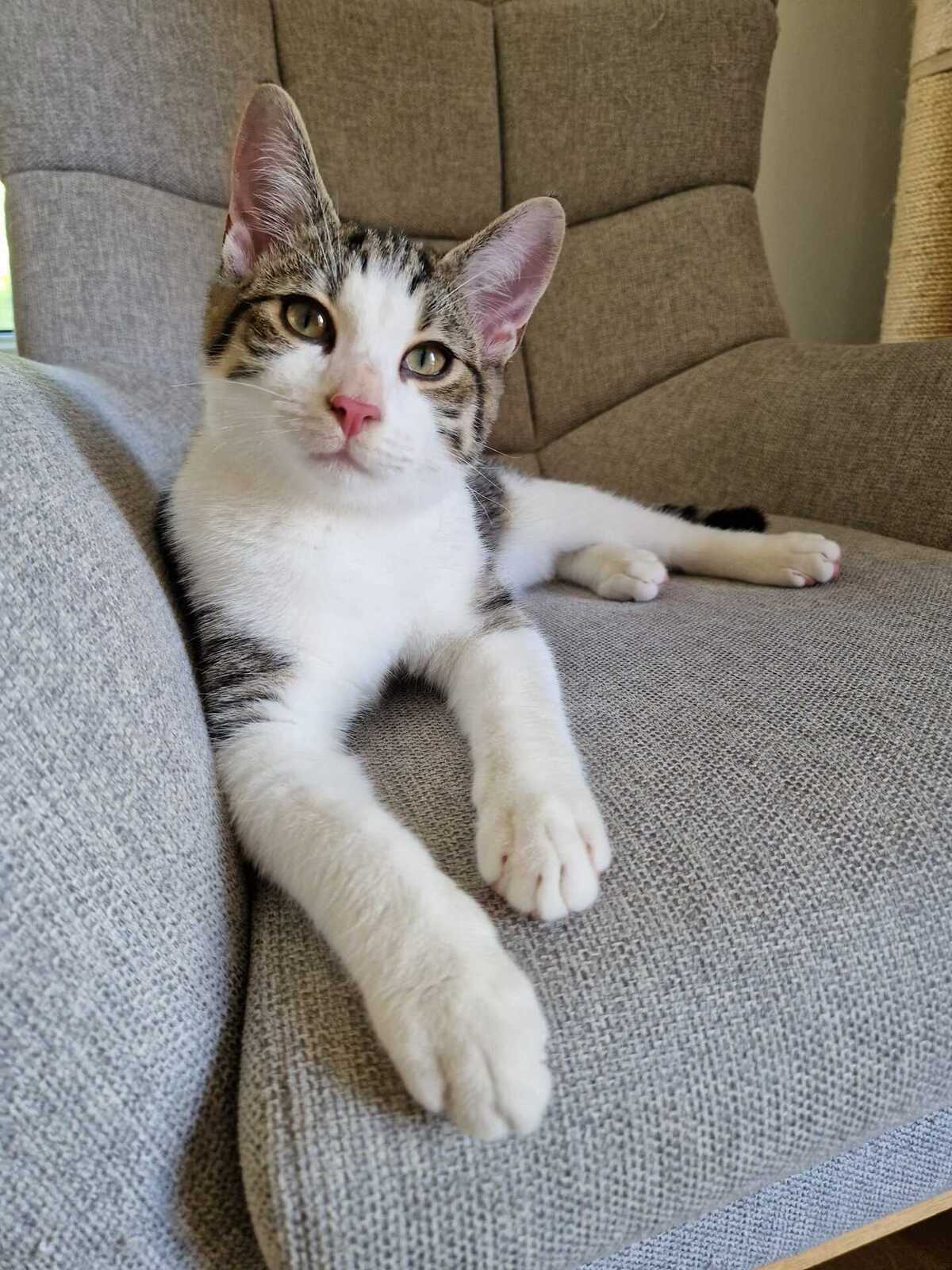 Adoption Bloom 
