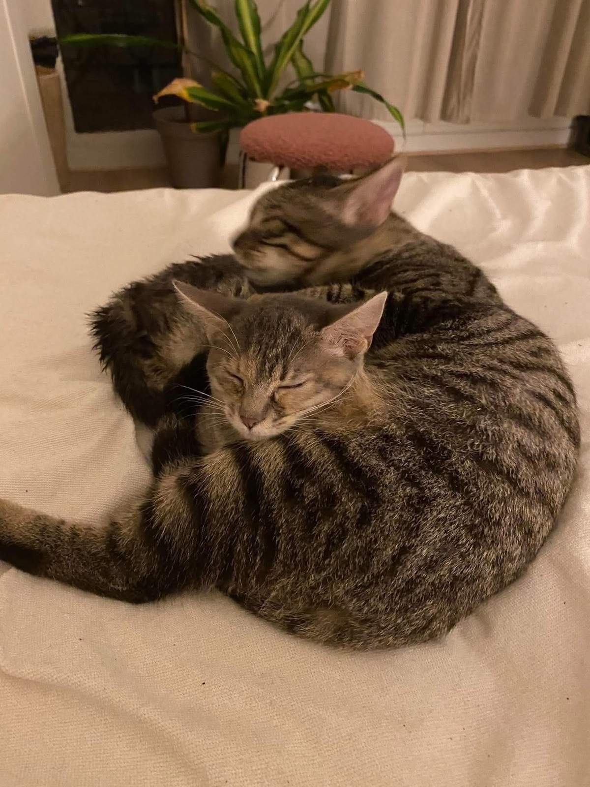 Adoption Yuji et Megumi Duo