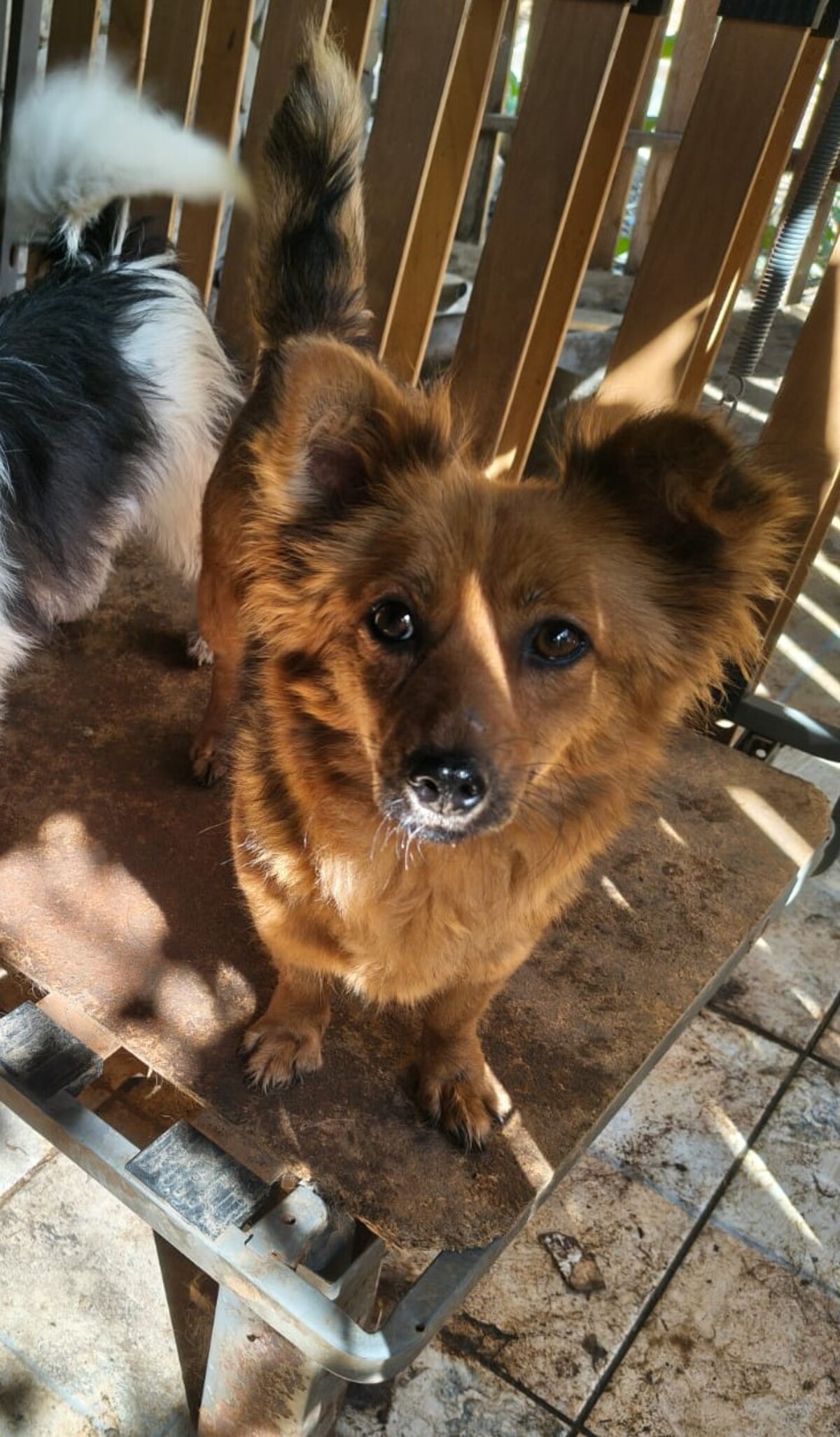 Adoption Coco