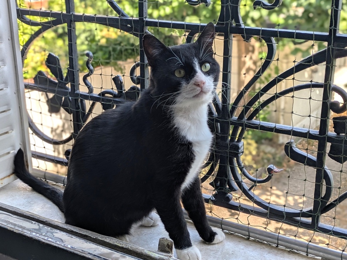 Adoption TENOR