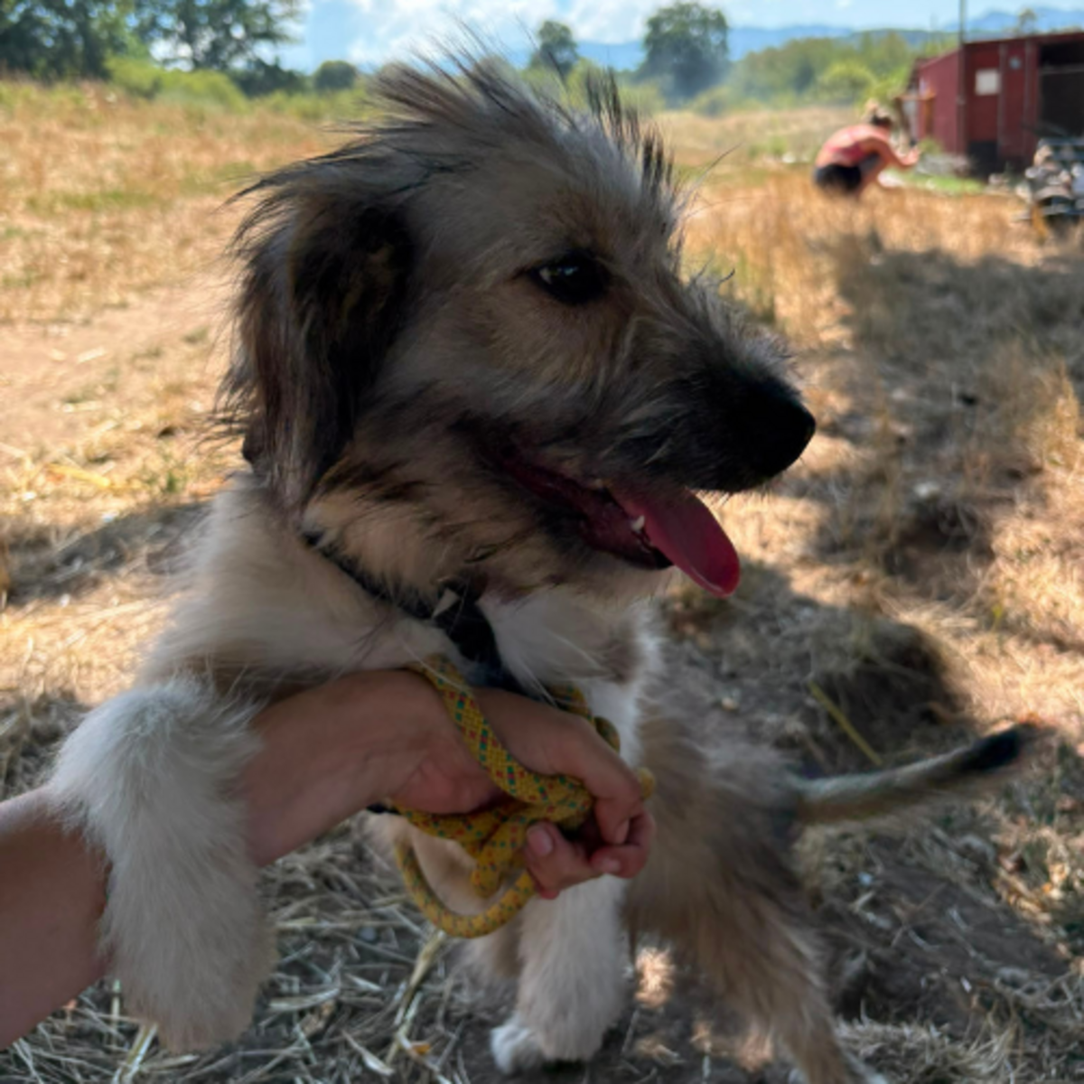 Adoption MACHA