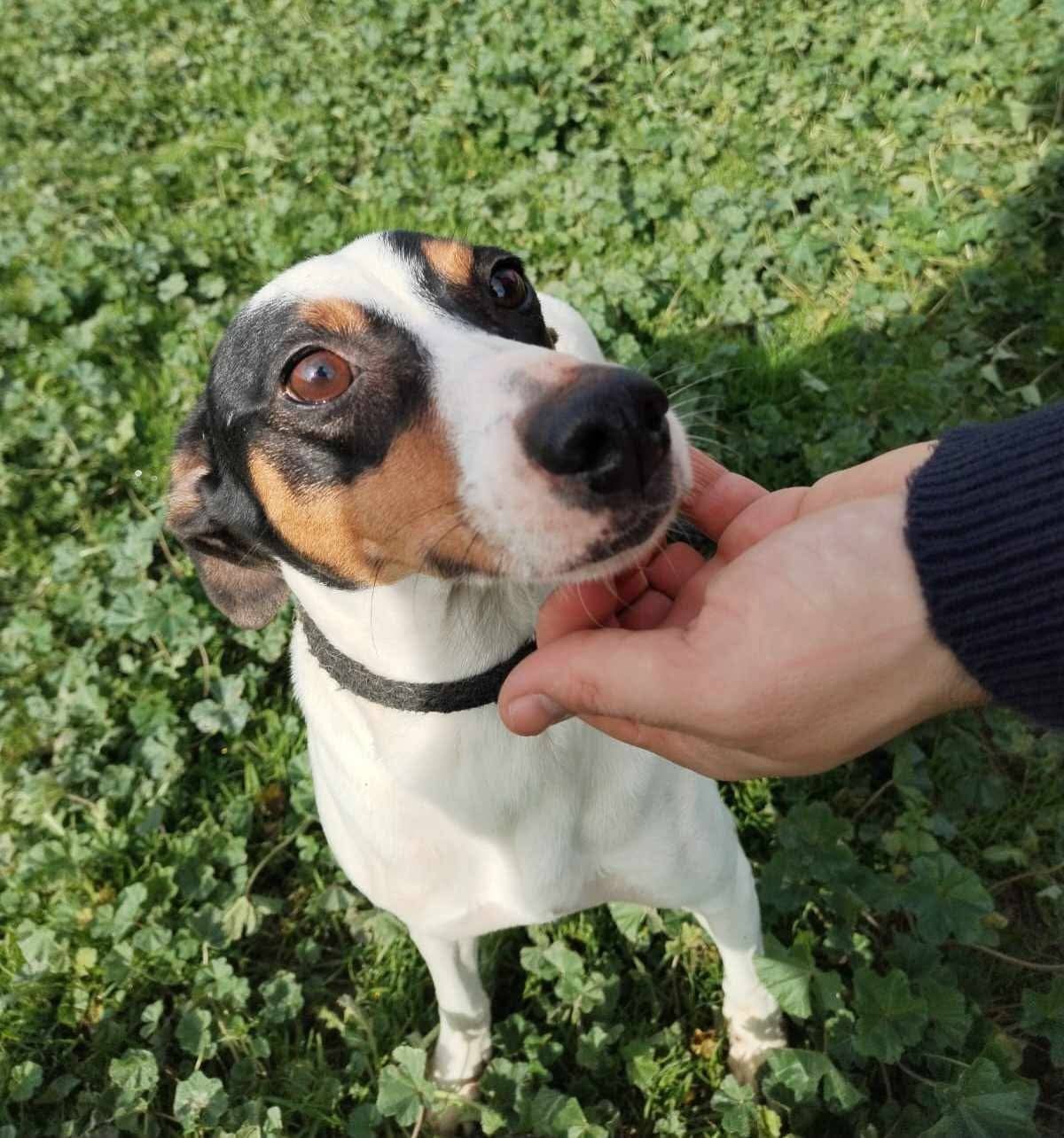 Adoption Fred