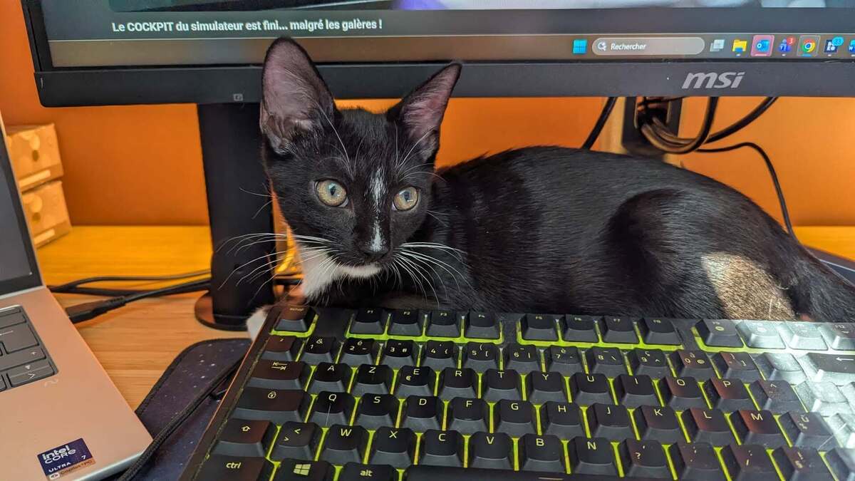 Adoption Bulle