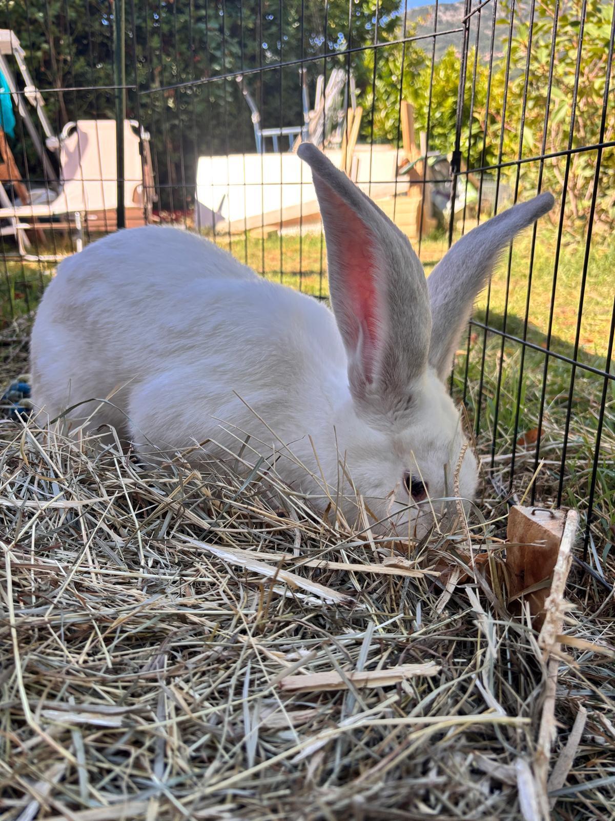 Adoption HOPPE