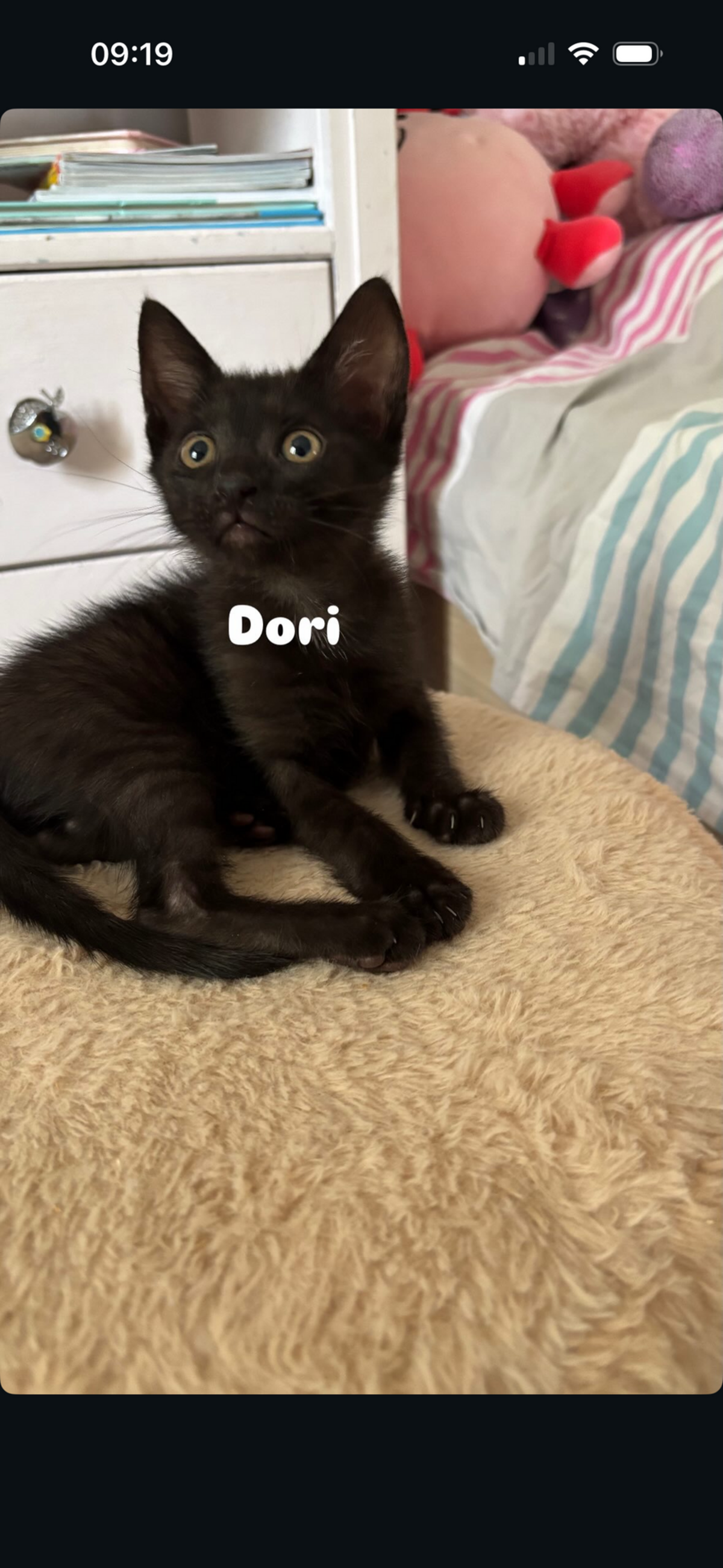 Adoption DORY