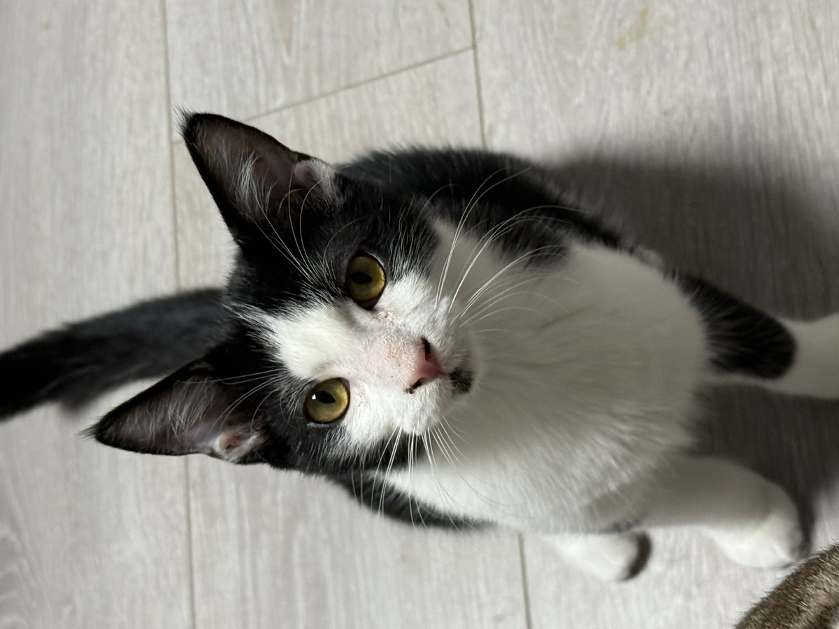 Adoption Ozzy et Eliott
