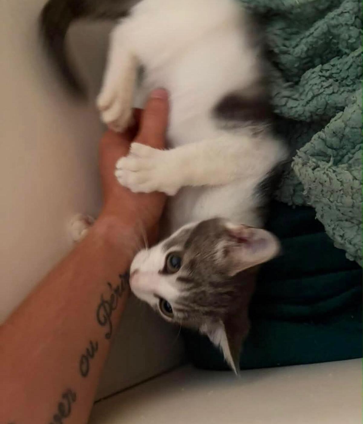 Adoption Vaï