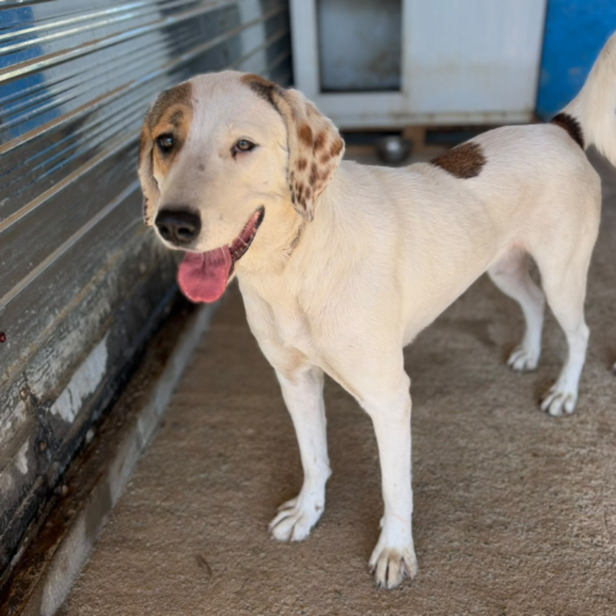 Adoption Rose