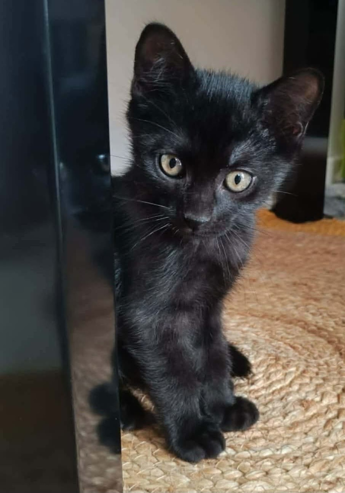 Adoption GUINNESS